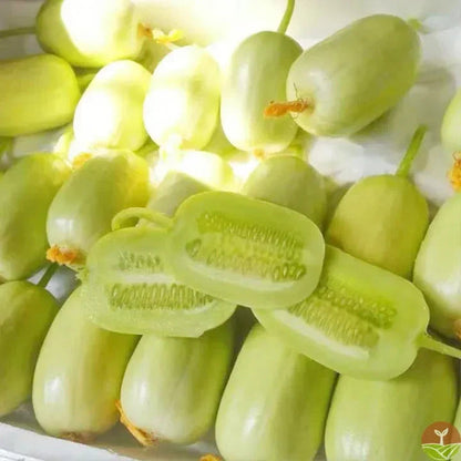 Golden Lady Cucumber Seed (Pack of 100 seeds)